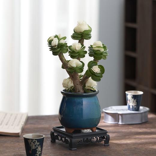【玉锦金钱】金钱木盆栽植物多肉老桩室内客厅办公室桌面四季好养绿植花卉 商品图2