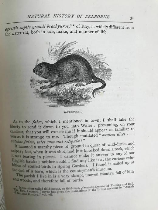 1890年 怀特《塞耳彭自然史》 约百幅插图 漆布精装大32开 商品图13