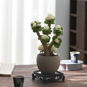 【玉锦金钱】金钱木盆栽植物多肉老桩室内客厅办公室桌面四季好养绿植花卉