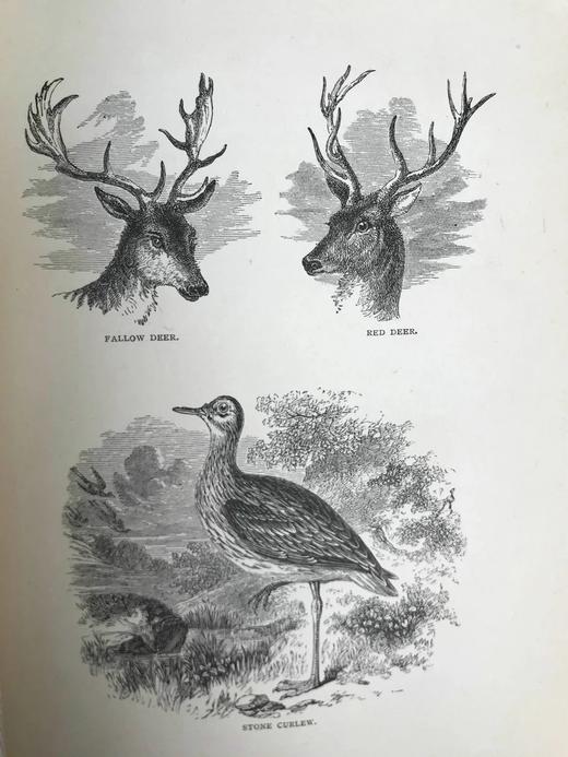 1890年 怀特《塞耳彭自然史》 约百幅插图 漆布精装大32开 商品图12