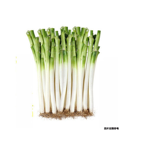 大葱约5kg/捆