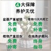 【玉锦金钱】金钱木盆栽植物多肉老桩室内客厅办公室桌面四季好养绿植花卉 商品缩略图6