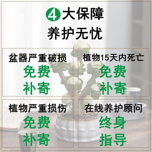 【玉锦金钱】金钱木盆栽植物多肉老桩室内客厅办公室桌面四季好养绿植花卉 商品图6