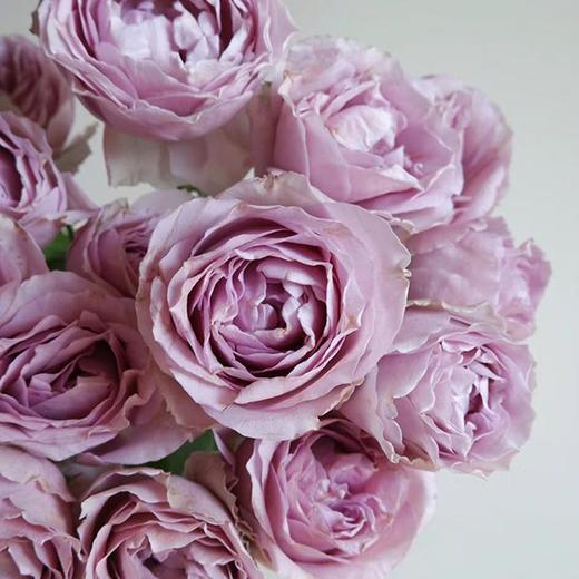 肯尼亚LAVENDER BUBBLES 薰衣草泡泡多头玫瑰花10支 商品图0