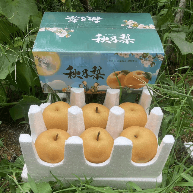 【山东秋月梨！现摘先发】秋梨青甜，爆汁化渣，农家种植网红爆汁化渣非丰水梨5新鲜水果大果现摘