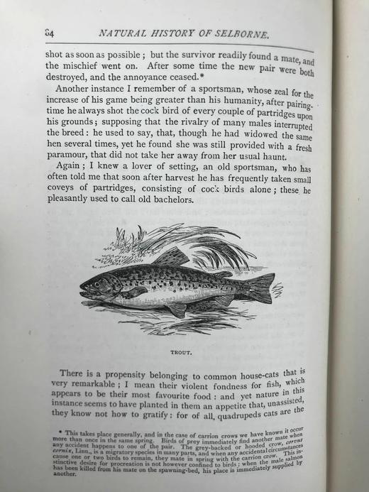 1890年 怀特《塞耳彭自然史》 约百幅插图 漆布精装大32开 商品图10