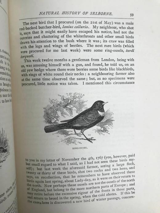 1890年 怀特《塞耳彭自然史》 约百幅插图 漆布精装大32开 商品图11