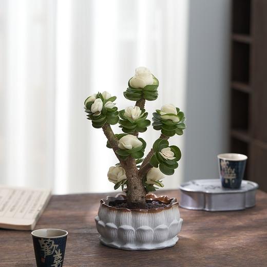 【玉锦金钱】金钱木盆栽植物多肉老桩室内客厅办公室桌面四季好养绿植花卉 商品图4