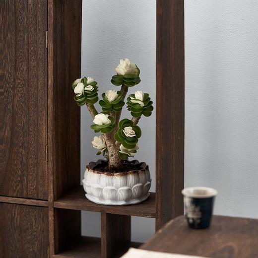 【玉锦金钱】金钱木盆栽植物多肉老桩室内客厅办公室桌面四季好养绿植花卉 商品图3