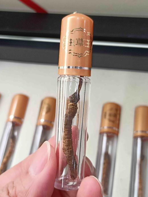 青海玉树 一级虫草礼盒（10根/盒） 商品图2