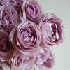 肯尼亚LAVENDER BUBBLES 薰衣草泡泡多头玫瑰花10支 商品缩略图2