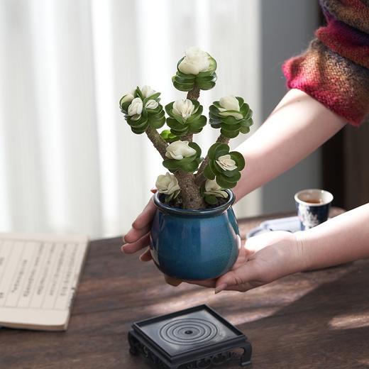 【玉锦金钱】金钱木盆栽植物多肉老桩室内客厅办公室桌面四季好养绿植花卉 商品图1