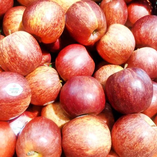 咖喱苹果约450~500g/份 商品图0