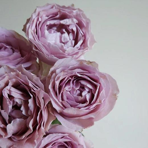 肯尼亚LAVENDER BUBBLES 薰衣草泡泡多头玫瑰花10支 商品图1