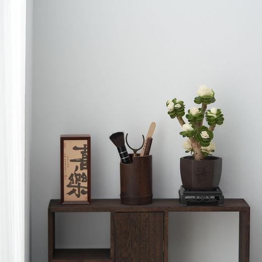 【玉锦金钱】金钱木盆栽植物多肉老桩室内客厅办公室桌面四季好养绿植花卉 商品图5