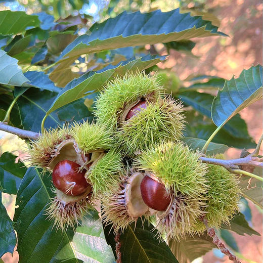 『老树迁西板栗』去壳生板栗仁+带壳生板栗，高山生长，细腻饱满，粉、糯、沙、甜 商品图8