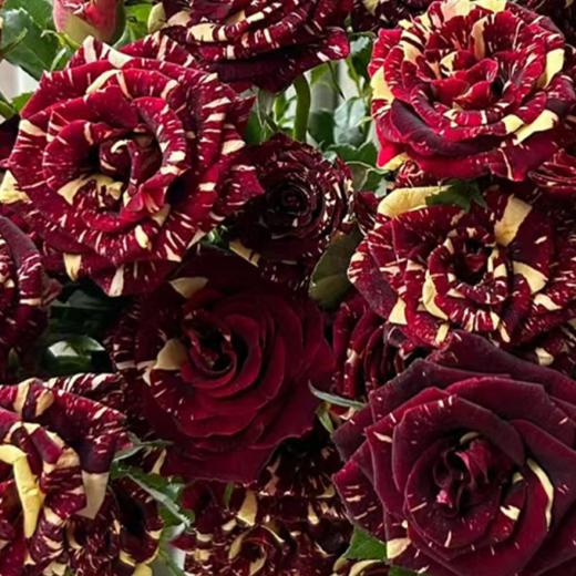 多头玫瑰 流星雨 10支/扎  彩色玫瑰 云南基地发货 （价格已包含包装费用） 运费以实际为准，多退少补。 商品图1