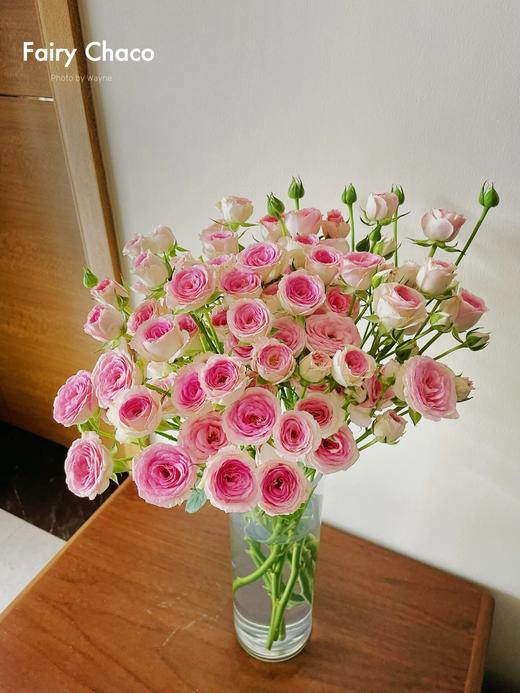 【AB级查科仙子多头玫瑰.第二件减10元】5支/份 长约60-65cm 商品图1