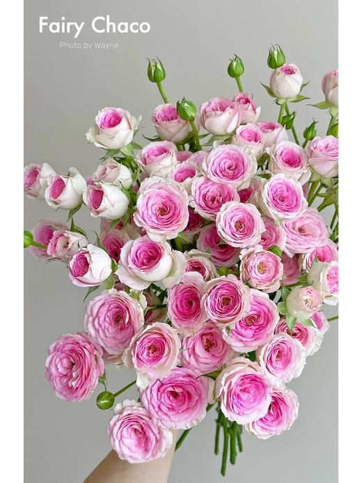 【AB级查科仙子多头玫瑰.第二件减10元】5支/份 长约60-65cm 商品图3