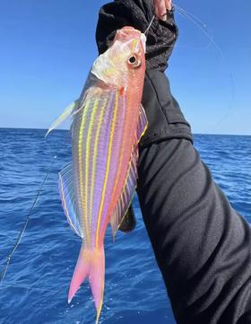 海钓🎣金线鱼也叫红衫鱼🌞美味与营养的双料海鲜💯新鲜 活冻