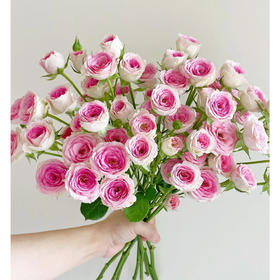 【AB级查科仙子多头玫瑰.第二件减10元】5支/份 长约60-65cm