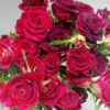 多头玫瑰 紫罗兰 10支/扎  红色玫瑰 云南基地发货 （价格已包含包装费用） 运费以实际为准，多退少补。 商品缩略图0