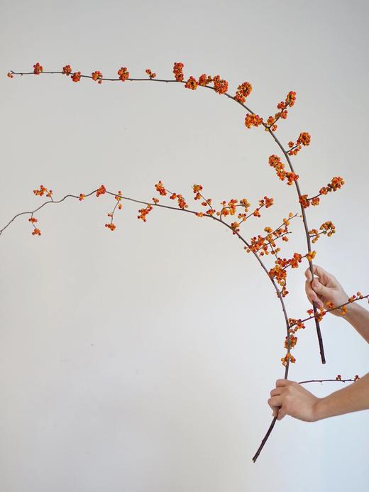 国产南蛇藤【一切都会好起来的】简小姐精选极具空间感 ins风花材 南蛇藤1束 中通包邮 商品图1