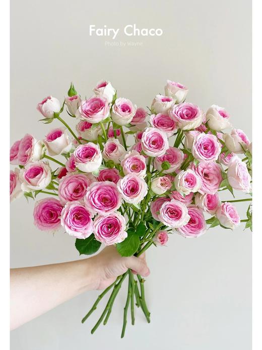 【AB级查科仙子多头玫瑰.第二件减10元】5支/份 长约60-65cm 商品图4