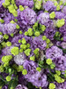 【洋桔梗】--波浪浅紫  若干枝/扎 商品缩略图7