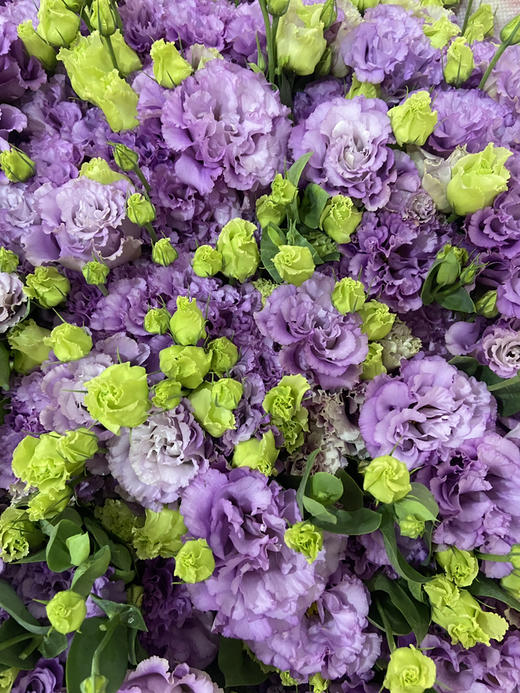 【洋桔梗】--波浪浅紫  若干枝/扎 商品图7