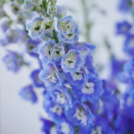 A级大飞燕丨蓝色丨超长花材单独发货 商品图1