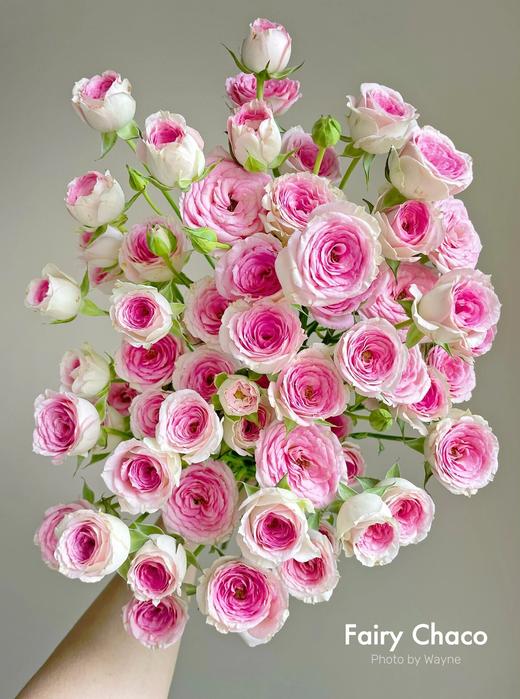 【AB级查科仙子多头玫瑰.第二件减10元】5支/份 长约60-65cm 商品图2