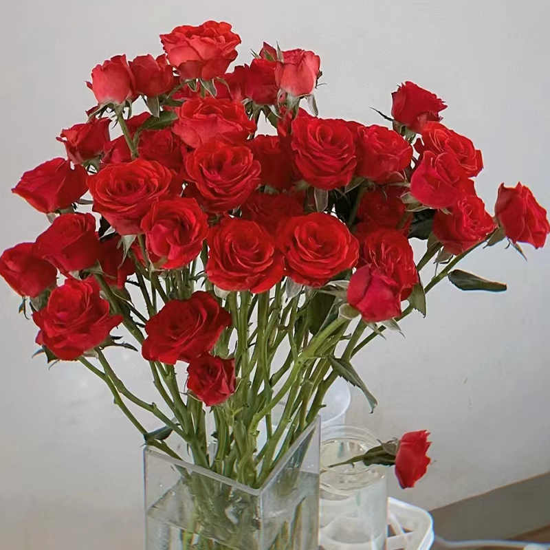 多头玫瑰  霓虹 10支/扎  红玫瑰 云南基地发货 （价格已包含包装费用） 运费以实际为准，多退少补。