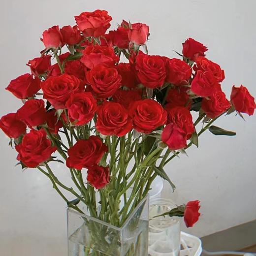 多头玫瑰  霓虹 10支/扎  红玫瑰 云南基地发货 （价格已包含包装费用） 运费以实际为准，多退少补。 商品图0