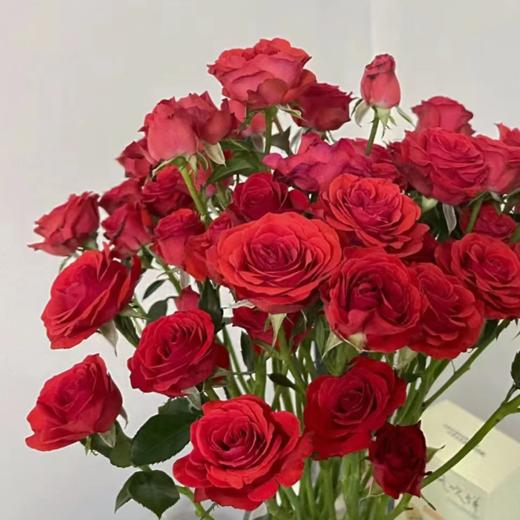 多头玫瑰  霓虹 10支/扎  红玫瑰 云南基地发货 （价格已包含包装费用） 运费以实际为准，多退少补。 商品图1