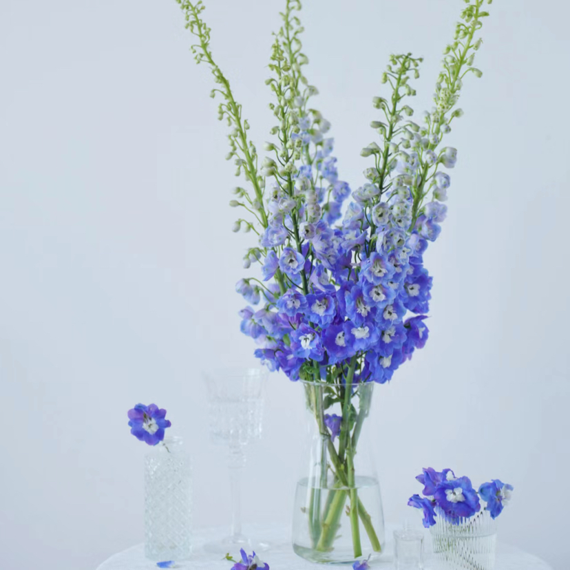 A级大飞燕丨蓝色丨超长花材单独发货