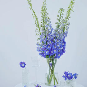 A级大飞燕丨蓝色丨超长花材单独发货