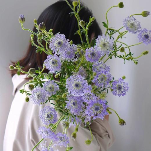 【跳动的精灵】粉色翠珠5支+紫色翠珠5支/份 商品图3