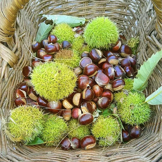 『老树迁西板栗』去壳生板栗仁+带壳生板栗，高山生长，细腻饱满，粉、糯、沙、甜 商品图6