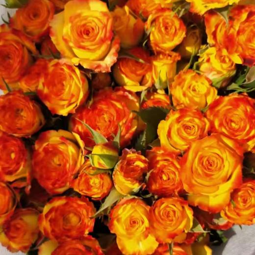多头玫瑰 眼线 10支/扎  橙色玫瑰 云南基地发货 （价格已包含包装费用） 运费以实际为准，多退少补。 商品图1