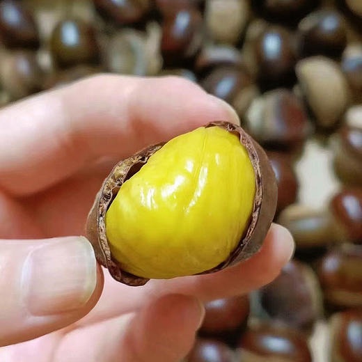 『老树迁西板栗』去壳生板栗仁+带壳生板栗，高山生长，细腻饱满，粉、糯、沙、甜 商品图7