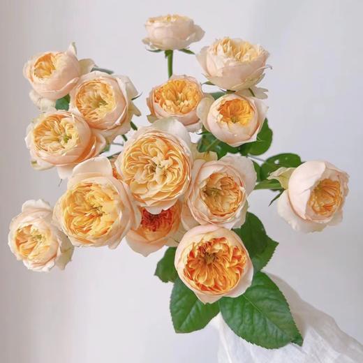 多头玫瑰 黄蝴蝶 10支/扎  黄色玫瑰 云南基地发货 （价格已包含包装费用） 运费以实际为准，多退少补。 商品图1