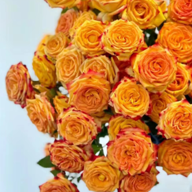 多头玫瑰 眼线 10支/扎  橙色玫瑰 云南基地发货 （价格已包含包装费用） 运费以实际为准，多退少补。
