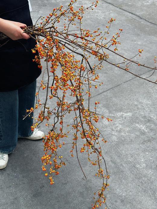 国产南蛇藤【一切都会好起来的】简小姐精选极具空间感 ins风花材 南蛇藤1束 中通包邮 商品图0