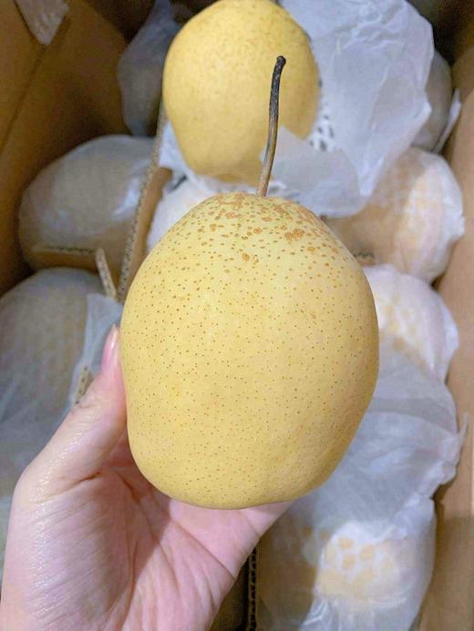 雪花梨 5斤 商品图1