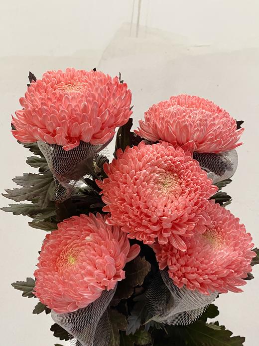 小菊 | 牡丹菊胭脂【人工吸染，有色差，慎重下单】 商品图0