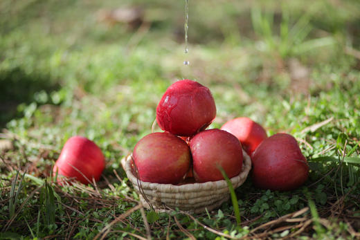 垄畔优品瑞阳瑞雪苹果 商品图8