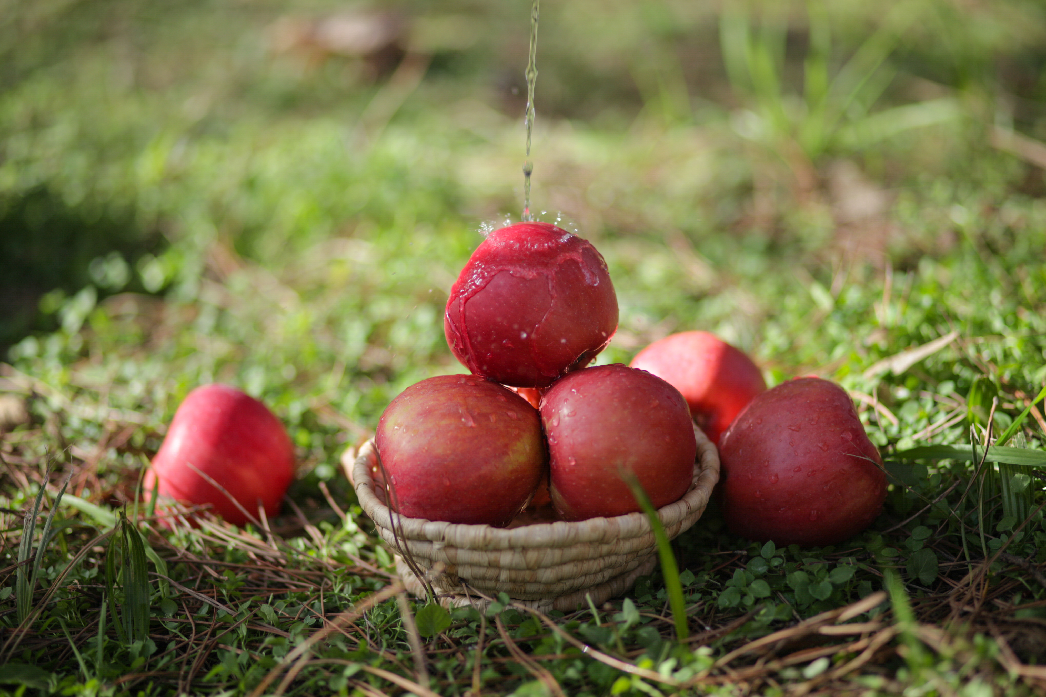 垄畔优品瑞阳瑞雪苹果