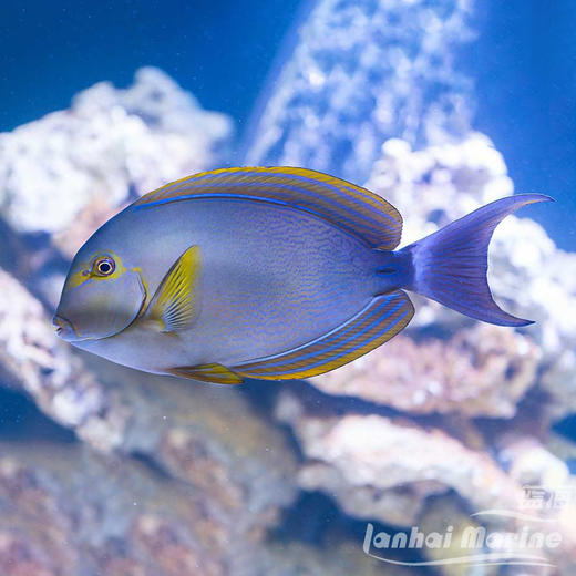 蓝波纹吊 商品图8