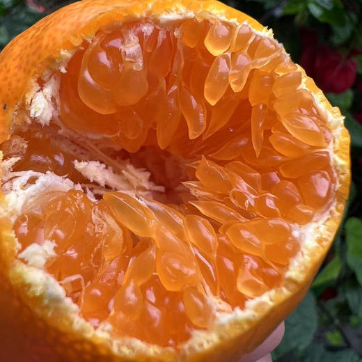 毫无保留的涌泉蜜橘，皮薄如纸，甜不设防 蜜橘
比起搬运工，我们更像是践行者，把正宗产地的涌泉蜜橘搬出大山，让您能真正体验最初的味道 商品图5